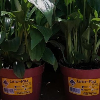 8 plantas resistentes ao frio e fáceis de cuidar em casa