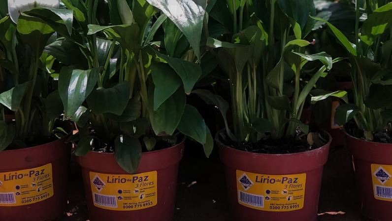 8 plantas resistentes ao frio e fáceis de cuidar em casa