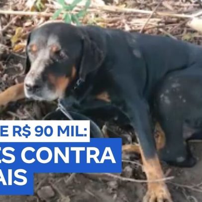 Operação contra maus-tratos levou prisão e autuação pesada em Guaratinguetá