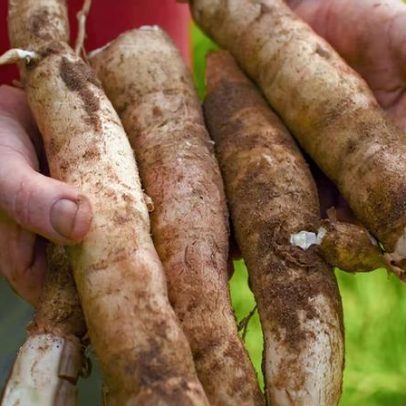 Mandioca em destaque: da herança milenar à gastronomia contemporânea