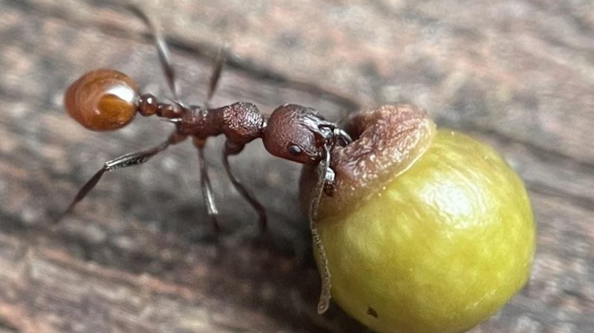 Formiga segura uma galha de carvalho contendo larvas de vespa