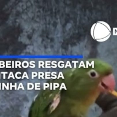 Bombeiros resgatam maritaca presa em linha de pipa