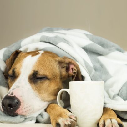 Gripe canina: sintomas e estratégias de prevenção