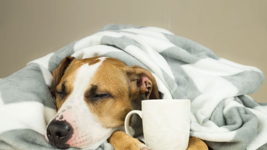 Gripe canina: sintomas e estratégias de prevenção