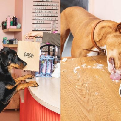 Cafés para cães com doces gourmet se tornam febre em Paris