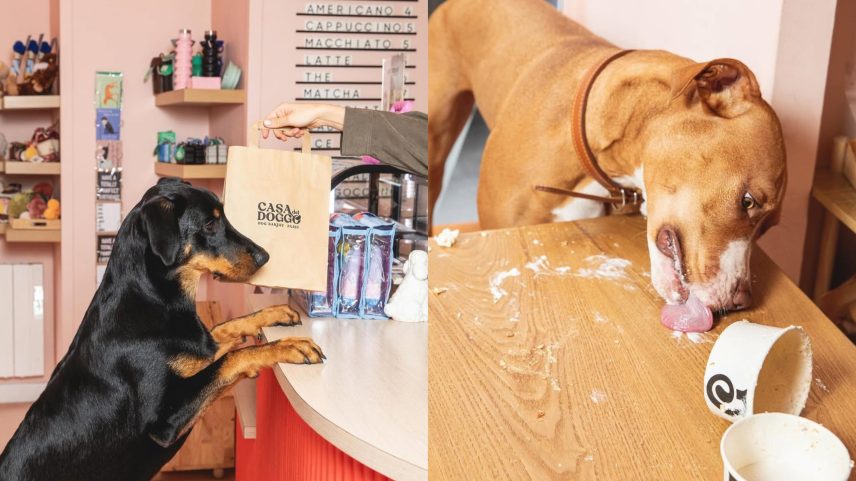 Paris abriga cerca de 100 mil cães e os comércios vêm investindo no lazer dos animais