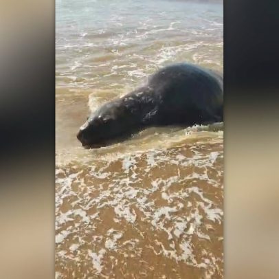 Elefante-marinho é avistado no litoral norte do Rio de Janeiro