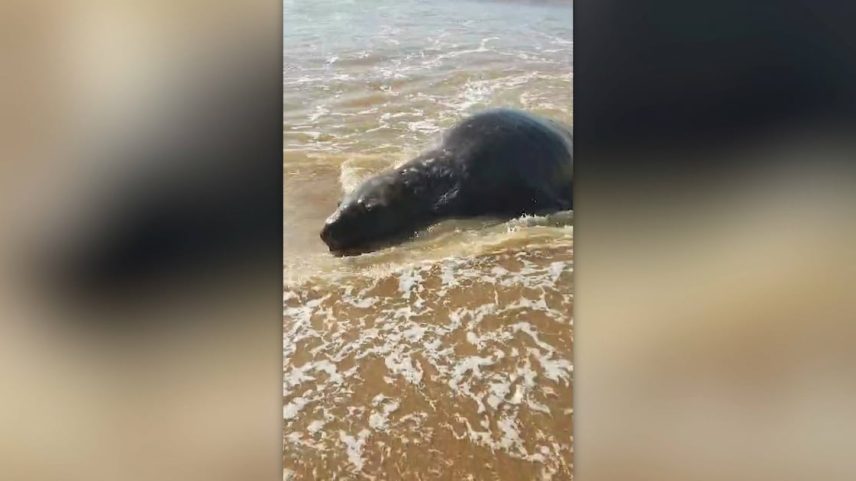 A imagem mostra um elefante-marinho deitado na beira do mar, parcialmente submersa na água rasa. Seu corpo escuro e brilhante reflete a luz do sol enquanto pequenas ondas se formam ao redor.