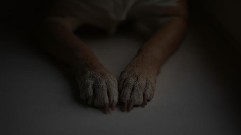 Mais de 60 cães morrem em suposto envenenamento no Sertão da Paraíba