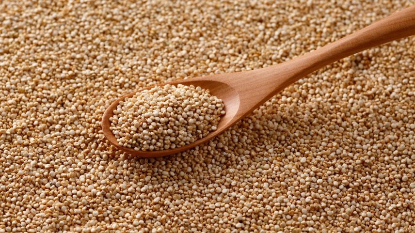 Quinoa biofortificada registra salto significativo em nutrientes