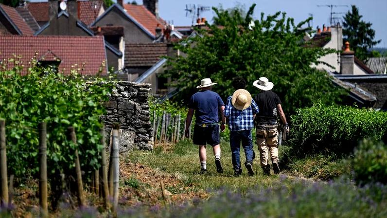Viticultores nos vinhedos da Borgonha, em Gevrey-Chambertin, no centro-leste da França, em 28 de maio de 2026