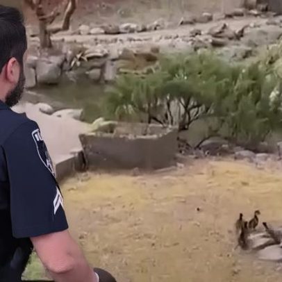 Cinco patinhos ficam presos em bueiro; polícia realiza resgate