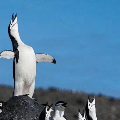 O Oceano Austral é essencial para o futuro do planeta e podemos protegê-lo neste ano