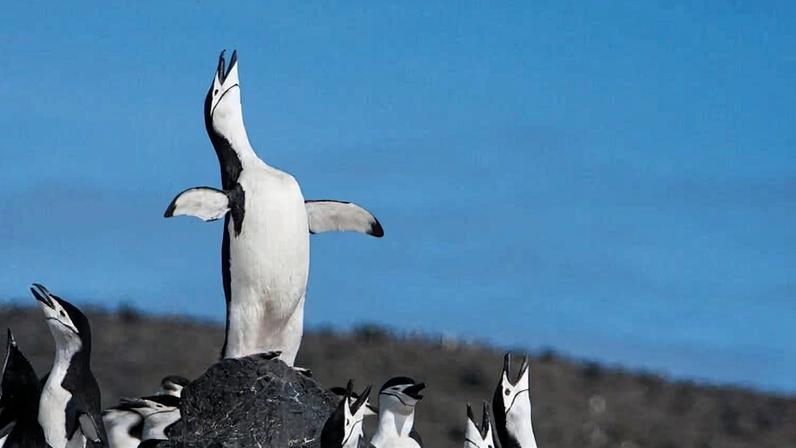 A waddle of chinstrap penguins (Pygoscelis antarctica) on Deception Island, Antarctica. Image courtesy of Jay Williams / WWF.