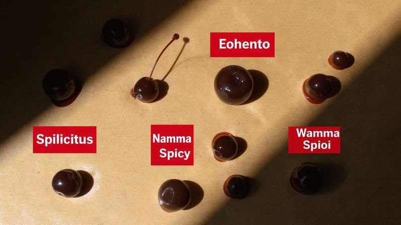 Testamos as melhores cerejas para coquetel: vale a pena comprar