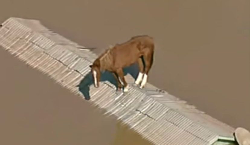 Cavalo fica ilhado no telhado durante enchente no RS