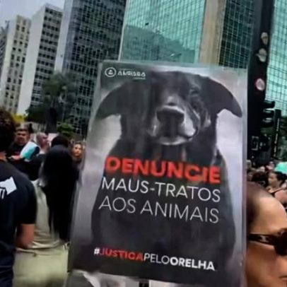 MP-SC afirma que cão Orelha não morreu por agressão e requer arquivamento