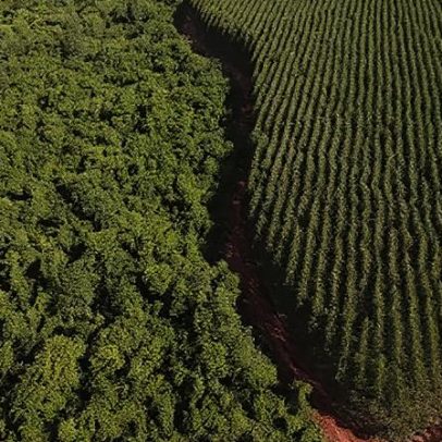 Setor de florestas plantadas fatura R$ 240 bilhões e bate recorde