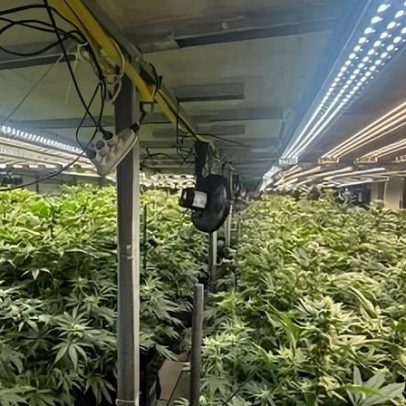 Plantação de maconha é encontrada em prédio na Grande São Paulo