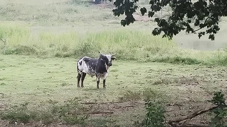 Boi "Império", o terceiro mais bem ranqueado no Brasil, segundo a CNAR (Confederação Nacional de Rodeio)