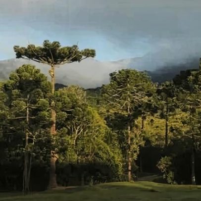 São Paulo tem menor desmatamento da Mata Atlântica, aponta INPE
