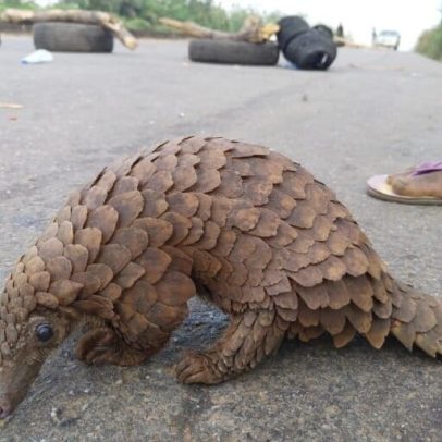 Nigéria amplia proteções à vida selvagem com nova lei