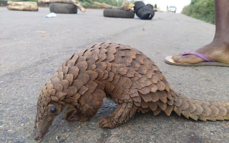 White-bellied pangolin (Phataginus tricuspis) in Ondo state, Nigeria. Adedotun Ajibade via iNaturalist (CC BY-NC 4.0)