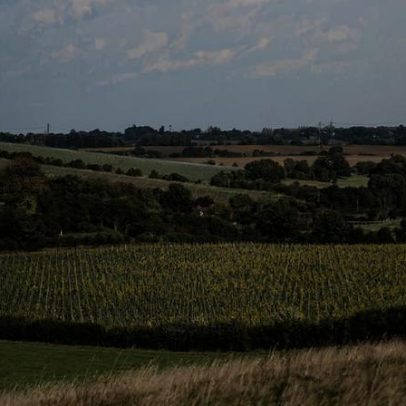 Silverhand defende vinhos ingleses mais acessíveis, locais e sustentáveis