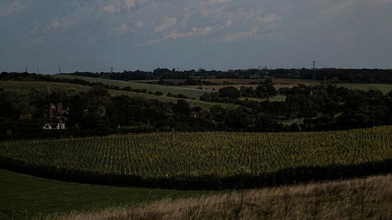 Silverhand vineyard