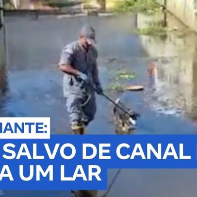 Operação de resgate em São Sebastião resulta na adoção de cão