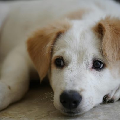 Pedimos que cães sejam menos cães? Debate sobre comportamento e bem-estar