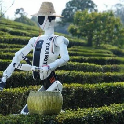Robôs substituem tarefas humanas em plantações, gerando debate