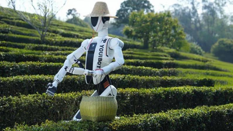 Robôs humanoides já trabalham em plantações reais e transformam o futuro da agricultura. (Imagem: China Science/ X)