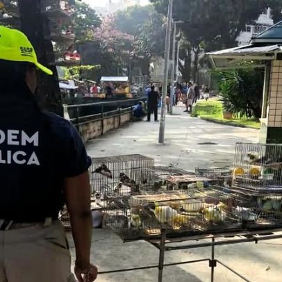 Prefeitura e PM resgatam 20 pássaros em feira da Tijuca, Rio