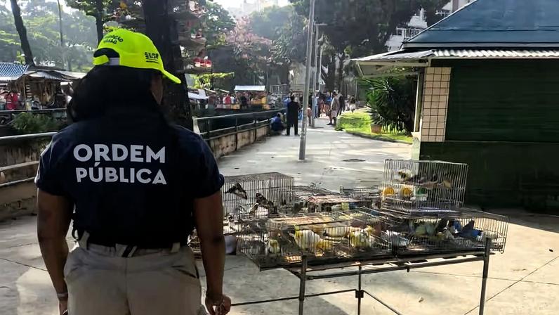 Segundo agentes, espécies nativas e exóticas seriam vendidas por até R$ 180