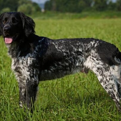 Grande munsterlander: características desta raça de cachorro
