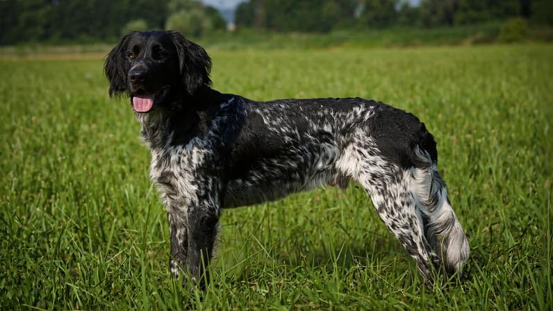 Grande munsterlander: características desta raça de cachorro