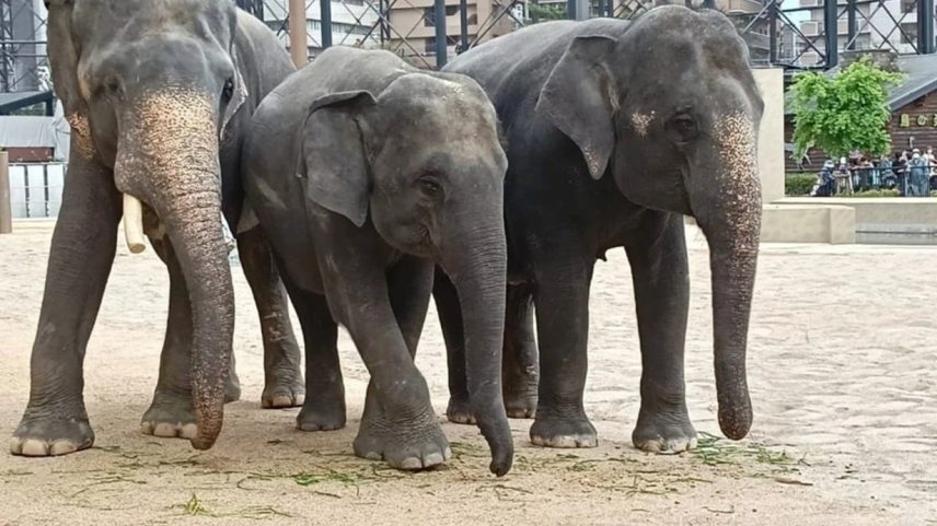 Elefantes Dara, Amoi e Kelat estão no Zoológico de Tennoji, em Osaka, Japão