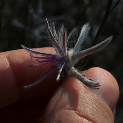 Planta extinta há quase 60 anos é redescoberta em área isolada da Austrália