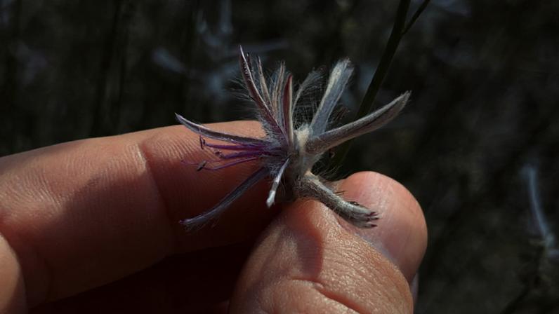 Planta desaparecida há décadas reapareceu graças a uma simples foto em aplicativo. (Imagem: iNaturalist)