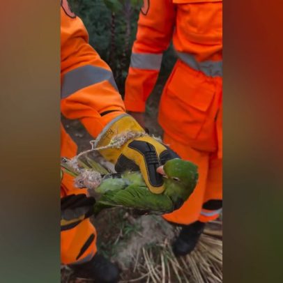 Maritaca resgatada após ficar presa em linha de pipa no topo de árvore