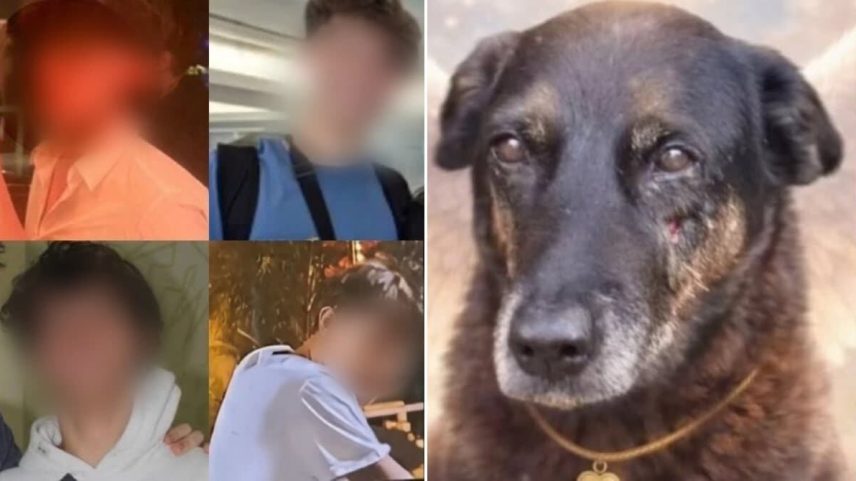 Juíza decide sobre adolescentes envolvidos no caso do cão Orelha