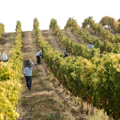 Produtores de uva na Armênia restauram vinhedos e protegem ecossistemas
