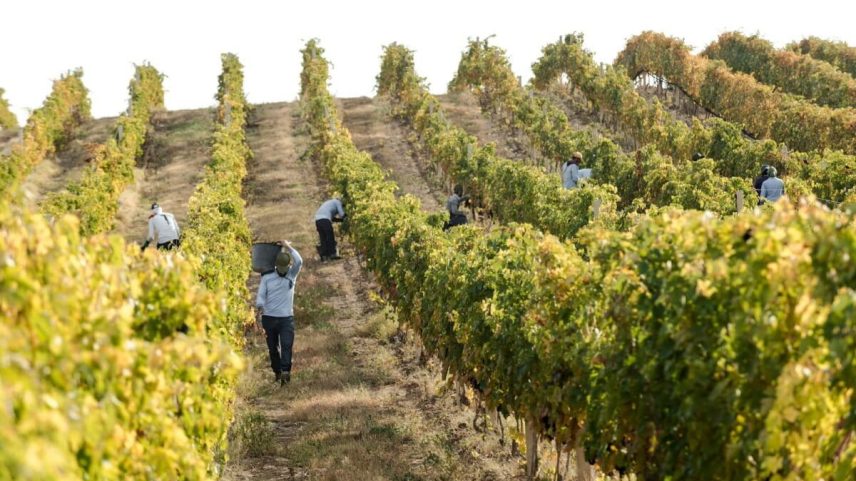 Harvesters carry baskets full of grapes at Trinity Canyon Vineyards.