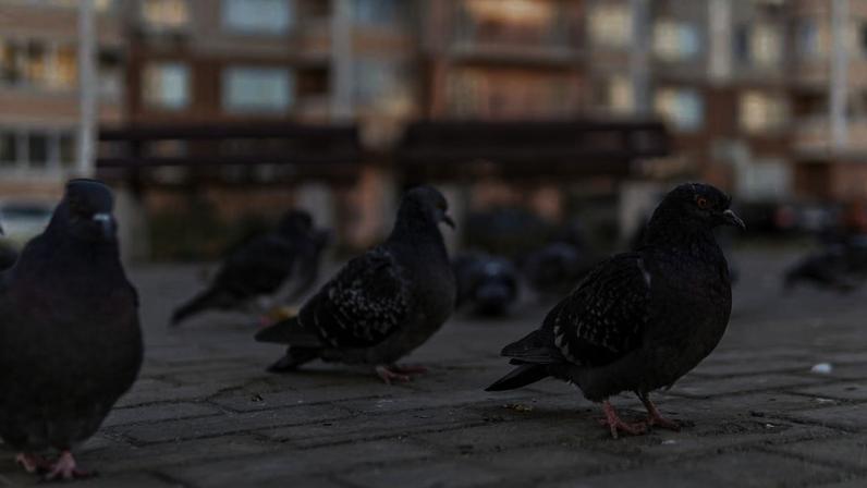 Aves urbanas reagiram de forma inesperada durante experimento científico em cinco países europeus. (Imagem: Getty Images via Canva)