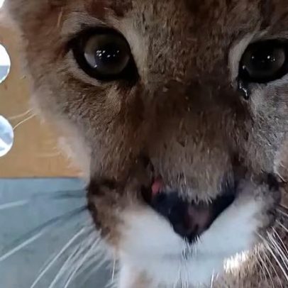 Puma é resgatada do alto de árvore em área residencial no Chile