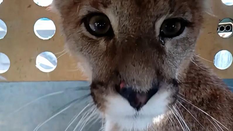 Um puma, também conhecido como onça‑parda ou leão‑da‑montanha, dentro de uma caixa de contenção.