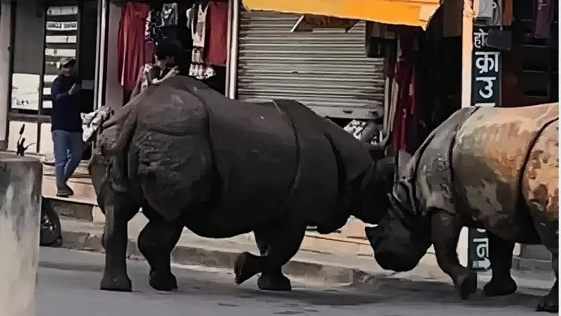 Rinocerontes brigam no meio da rua no Nepal
