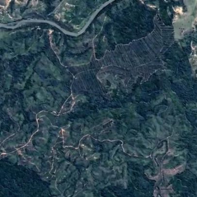 Re.green emite créditos de carbono com restauração nativa da Mata Atlântica