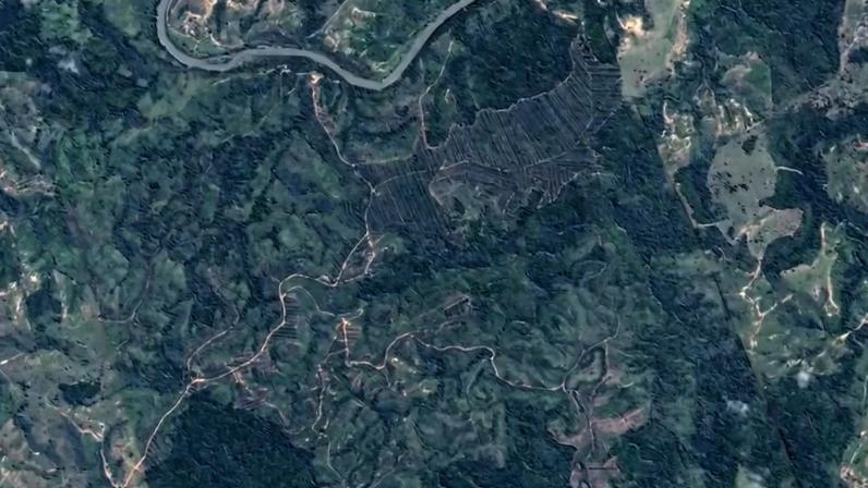 Área de Mata Atlântica restaurada na região do município de Potiraguá, no Sul da Bahia, em 2026